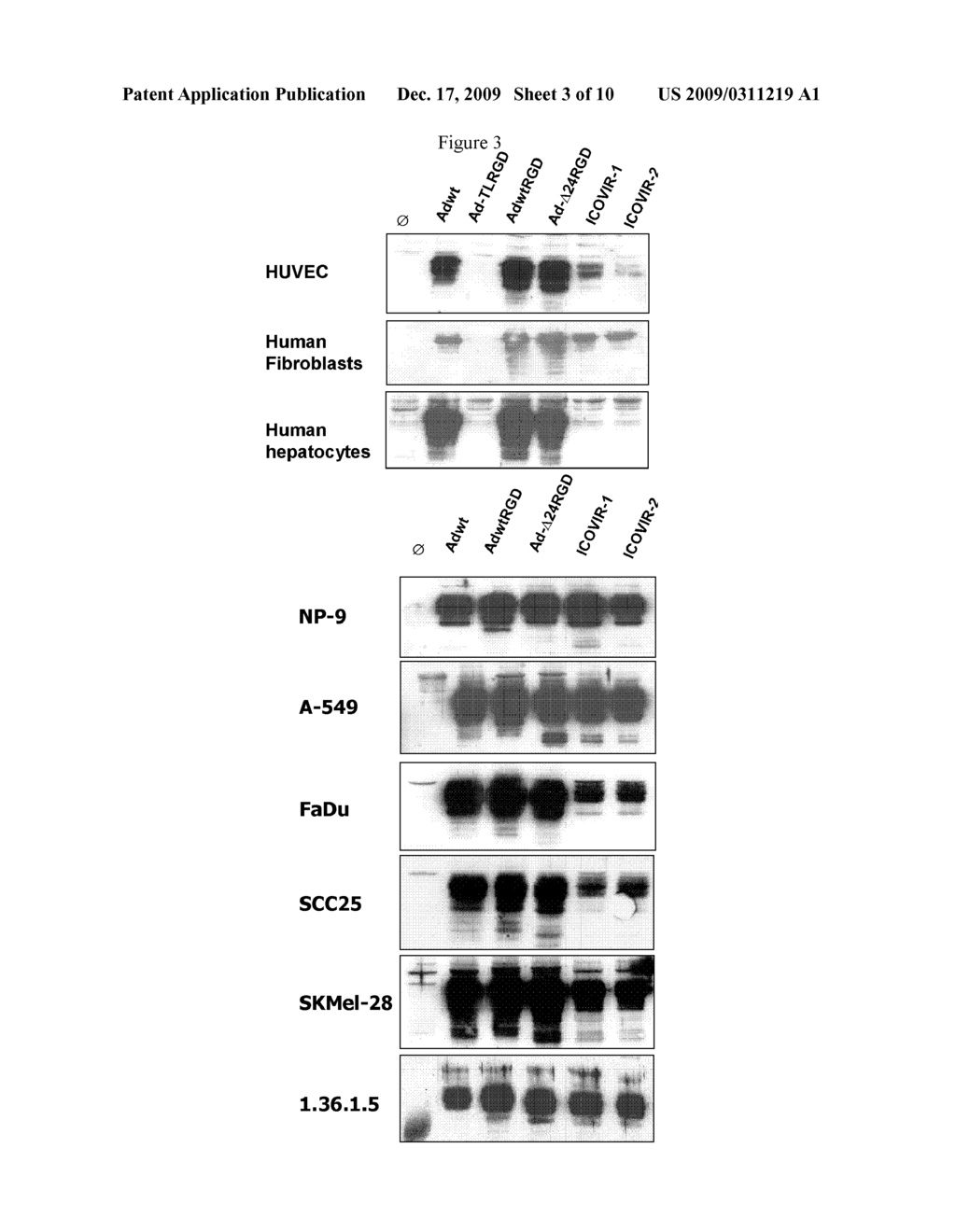 Oncolytic Adenoviruses for Cancer Treatment - diagram, schematic, and image 04