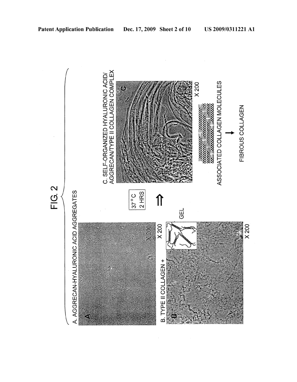 BIOMATERIALS FOR REGENERATIVE MEDICINE - diagram, schematic, and image 03