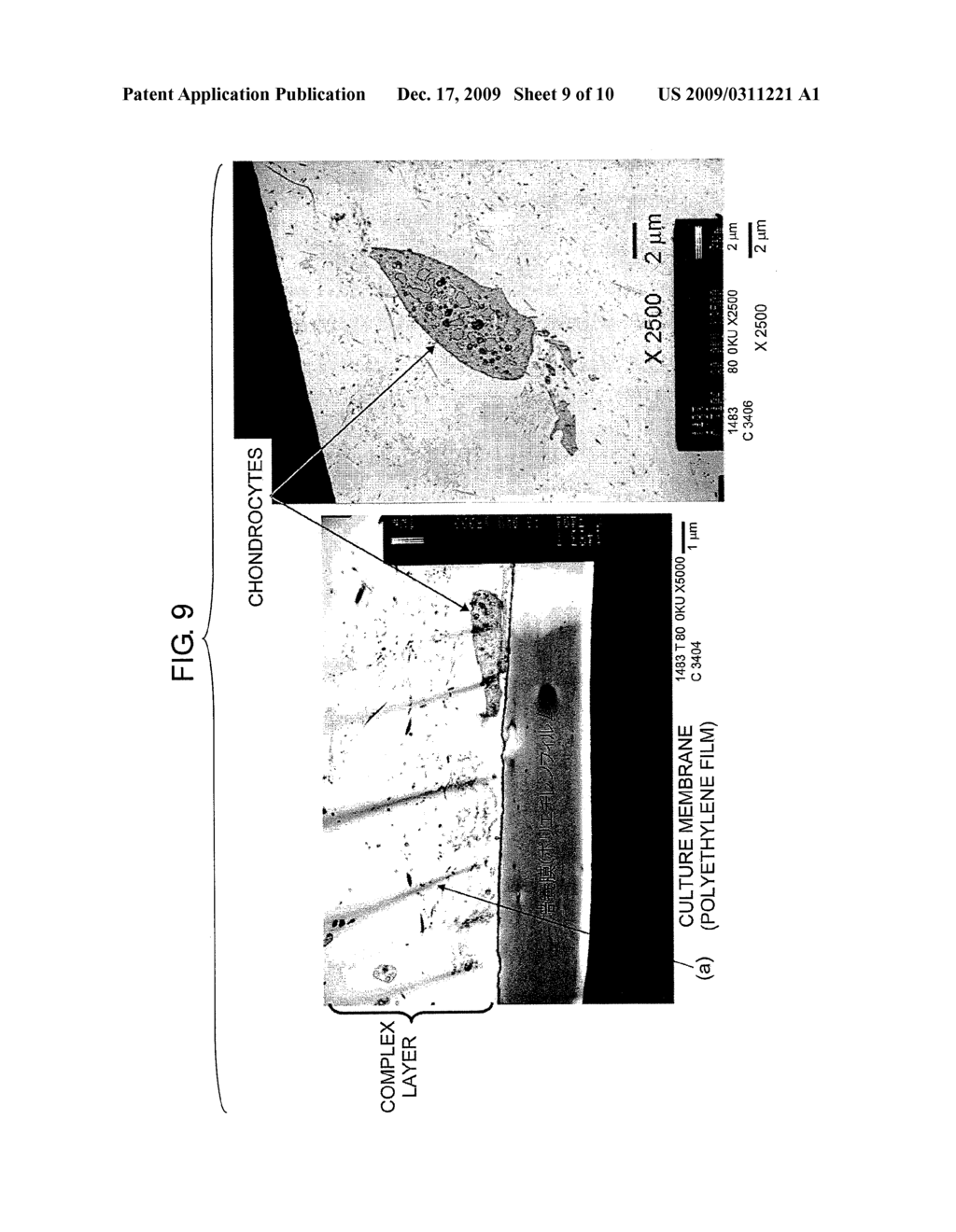 BIOMATERIALS FOR REGENERATIVE MEDICINE - diagram, schematic, and image 10