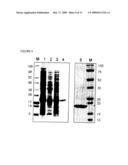 THERAPEUTIC AGENT COMPRISING LIPOCALIN 2 AGAINST CANCER METASTASIS, AND METHODS OF EARLY DIAGNOSIS AND INHIBITION OF CANCER METASTASIS USING LIPOCALIN 2 diagram and image