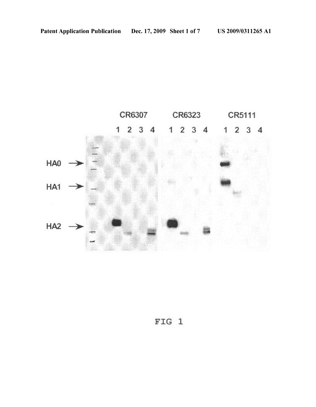 Human binding molecules capable or neutralizing influenze virus h5n1 and uses thereof - diagram, schematic, and image 02