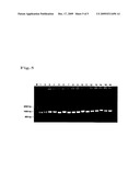 VECTOR FOR SCREENING ANTIBODY diagram and image