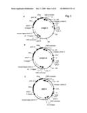 POLYPEPTIDE PRODUCING CELLS diagram and image