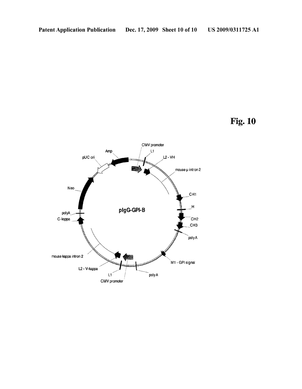 POLYPEPTIDE PRODUCING CELLS - diagram, schematic, and image 11