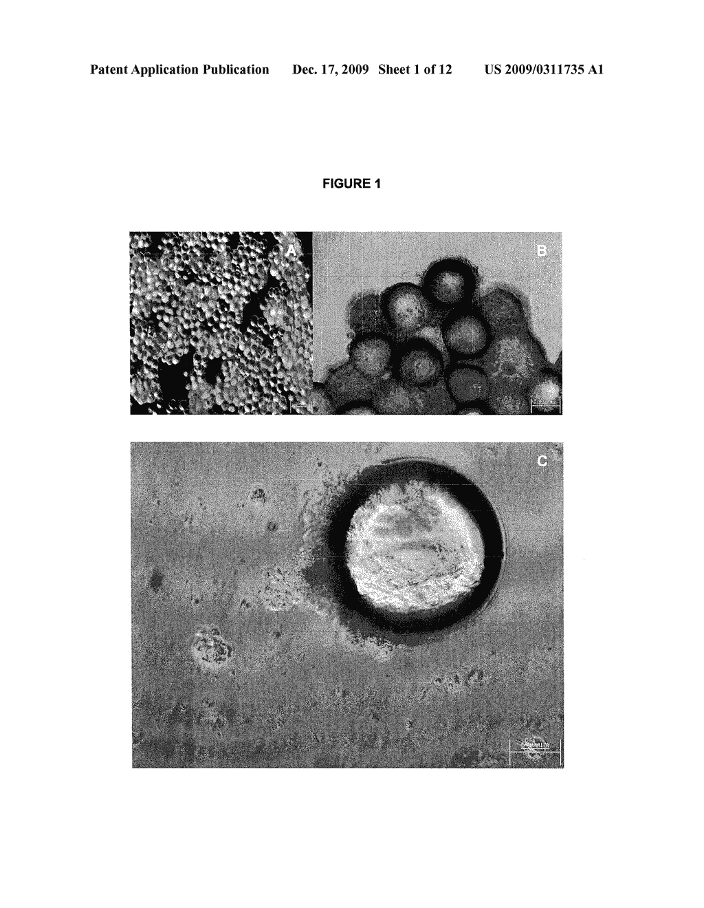 METHOD FOR STEM CELL CULTURE AND CELLS DERIVED THEREFROM - diagram, schematic, and image 02