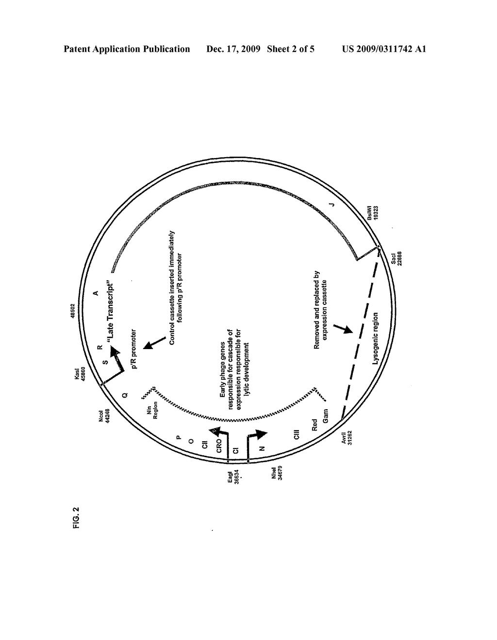 Phage-Derived Vectors and Methods for Protein Expression - diagram, schematic, and image 03