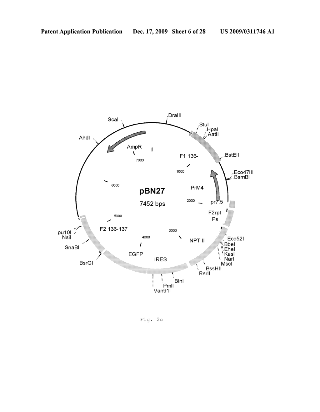 INTERGENIC REGIONS AS INSERTION SITES IN THE GENOME OF MODIFIED VACCINIA VIRUS ANKARA (MVA) - diagram, schematic, and image 07