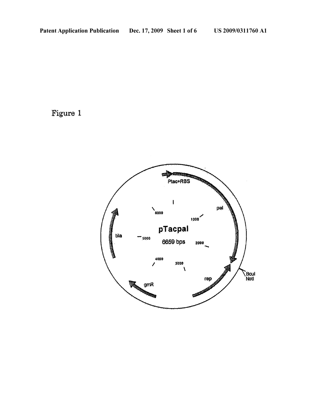 HOST CELLS AND USES THEREOF IN THE MICROBIAL PRODUCTION OF HYDROXYLATED AROMATICS - diagram, schematic, and image 02