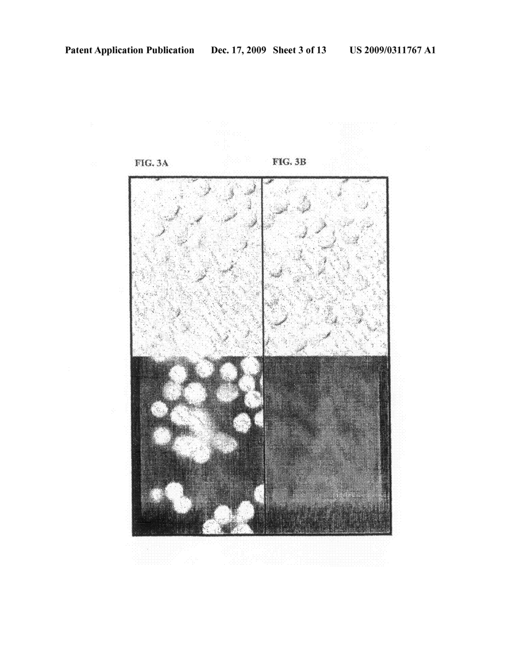 Method for molecular delivery into cells using naonotube spearing - diagram, schematic, and image 04