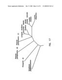 Thermostable luciferases and methods of production diagram and image