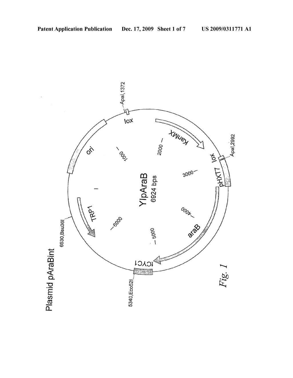 ARABINOSE-AND XYLOSE-FERMENTING SACCHAROMYCES CEREVISIAE STRAINS - diagram, schematic, and image 02