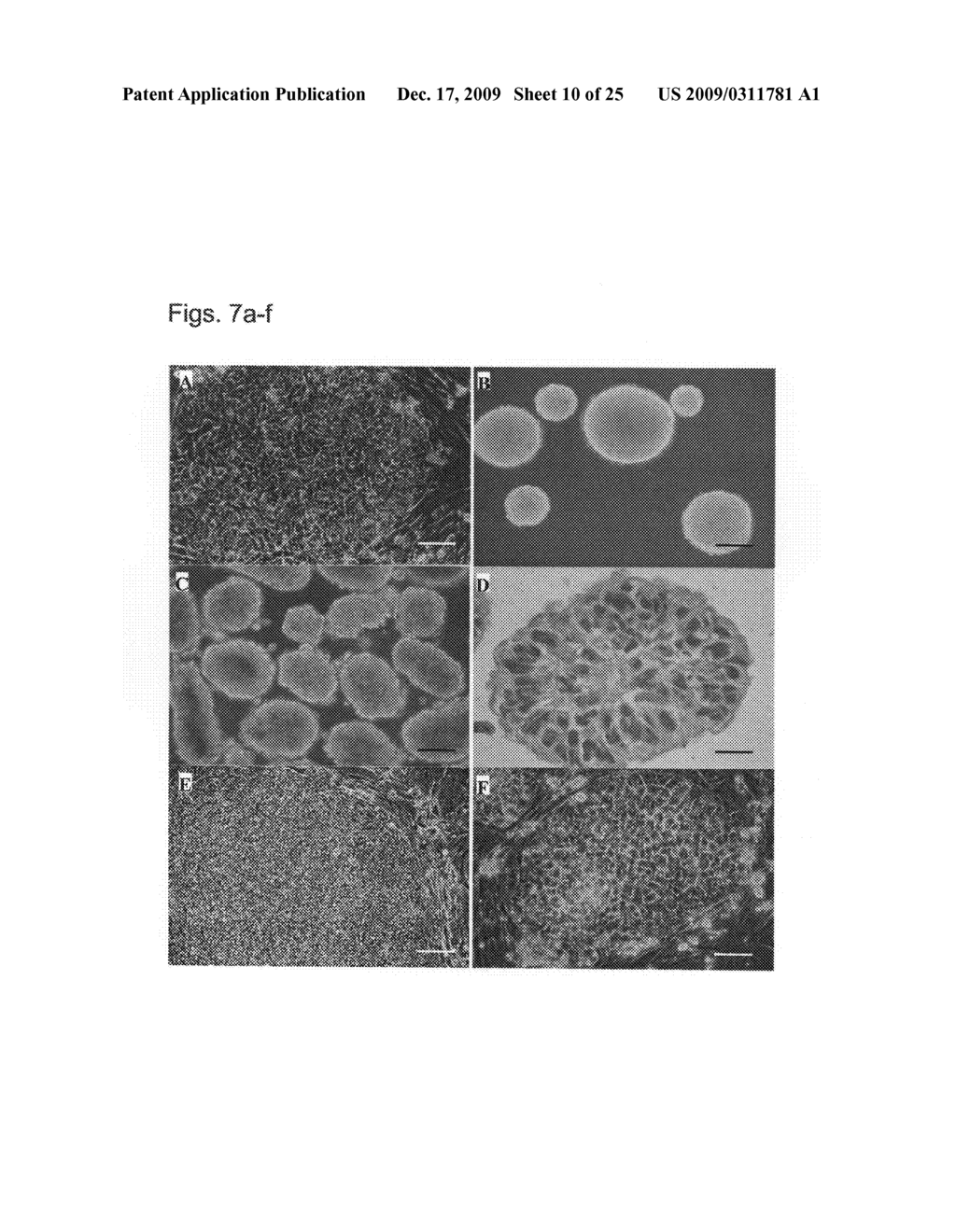 METHODS OF EXPANDING EMBRYONIC STEM CEELS IN A SUSPENSION CULTURE - diagram, schematic, and image 11