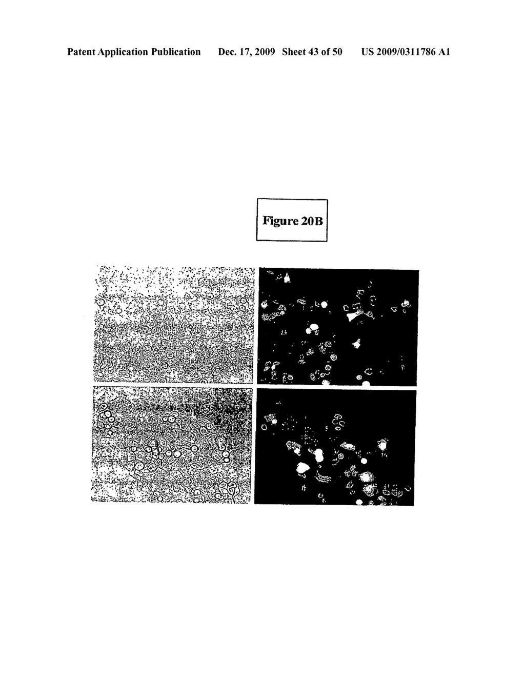 Levels and/or Sustainability of DNA-based Gene Expression - diagram, schematic, and image 44