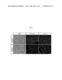 Methods of regulating differentiation in mammals diagram and image