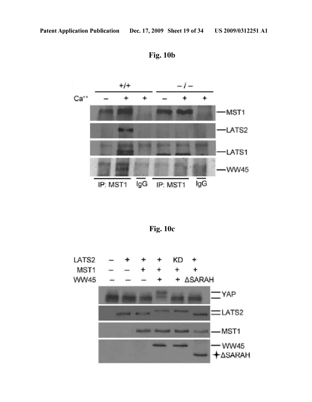 Methods of regulating differentiation in mammals - diagram, schematic, and image 20