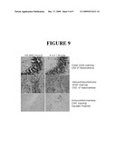 Composition Comprising Tanshinone Compounds Isolated From The Extract Of Salviae Miltiorrhizae Radix For Treating Or Preventing Cognitive Dysfunction And The Use Thereof diagram and image