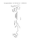 SYNTHETIC ACTIVE PEPTIDE FRAGMENTS diagram and image