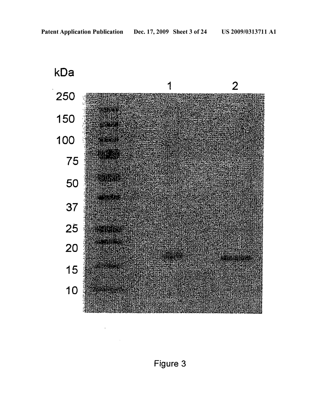 NOVEL PROTEIN AND PRODUCTION PROCESS AND USE THEREOF - diagram, schematic, and image 04