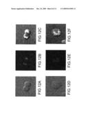 NOVEL TRIPHENYLAMINE DERIVATIVES USEFUL AS FLUOROPHORES IN BIOLOGY, IN PARTICULAR FOR TWO-PHOTON MICROSCOPY diagram and image