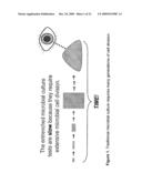 RAPID DETECTION OF REPLICATING CELLS diagram and image