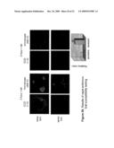 RAPID DETECTION OF REPLICATING CELLS diagram and image