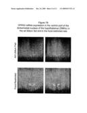 HUMAN G PROTEIN-COUPLED RECEPTOR AND MODULATORS THEREOF FOR THE TREATMENT OF OBESITY AND CONDITIONS RELATED THERETO diagram and image