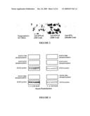 USE OF MYXOMA VIRUS FOR THE THERAPEUTIC TREATMENT OF CANCER AND CHRONIC VIRAL INFECTION diagram and image