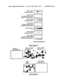 USE OF MYXOMA VIRUS FOR THE THERAPEUTIC TREATMENT OF CANCER AND CHRONIC VIRAL INFECTION diagram and image