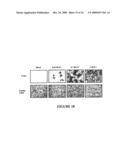 USE OF MYXOMA VIRUS FOR THE THERAPEUTIC TREATMENT OF CANCER AND CHRONIC VIRAL INFECTION diagram and image