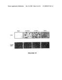 USE OF MYXOMA VIRUS FOR THE THERAPEUTIC TREATMENT OF CANCER AND CHRONIC VIRAL INFECTION diagram and image