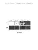 USE OF MYXOMA VIRUS FOR THE THERAPEUTIC TREATMENT OF CANCER AND CHRONIC VIRAL INFECTION diagram and image