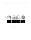 USE OF MYXOMA VIRUS FOR THE THERAPEUTIC TREATMENT OF CANCER AND CHRONIC VIRAL INFECTION diagram and image