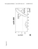 COMPOSITIONS COMPRISING CARDIAC STEM CELLS OVEREXPRESSING SPECIFIC MICRORNAS AND METHODS OF THEIR USE IN REPAIRING DAMAGED MYOCARDIUM diagram and image