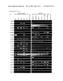 METHOD OF DIAGNOSING SMALL CELL LUNG CANCER diagram and image