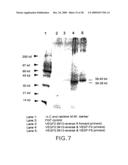 VASCULAR ENDOTHELIAL GROWTH FACTOR-2 diagram and image