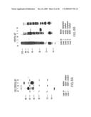 VASCULAR ENDOTHELIAL GROWTH FACTOR-2 diagram and image