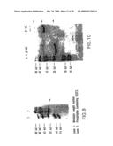 VASCULAR ENDOTHELIAL GROWTH FACTOR-2 diagram and image