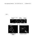 Antimicrobial Peptide Derived from Galanin Message Associated Peptide (GMAP) diagram and image