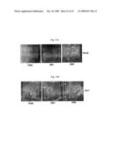 ANTIBODY SPECIFICALLY BINDING TO DR5 AND COMPOSITION FOR PREVENTING OR TREATING CANCERS COMPRISING THE SAME diagram and image