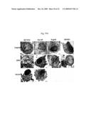 ANTIBODY SPECIFICALLY BINDING TO DR5 AND COMPOSITION FOR PREVENTING OR TREATING CANCERS COMPRISING THE SAME diagram and image