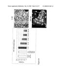 ANTIBODY AND USES THEREOF diagram and image