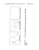 ANTIBODY AND USES THEREOF diagram and image
