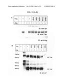 Phosphorylation of tau by abl diagram and image