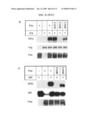 Phosphorylation of tau by abl diagram and image