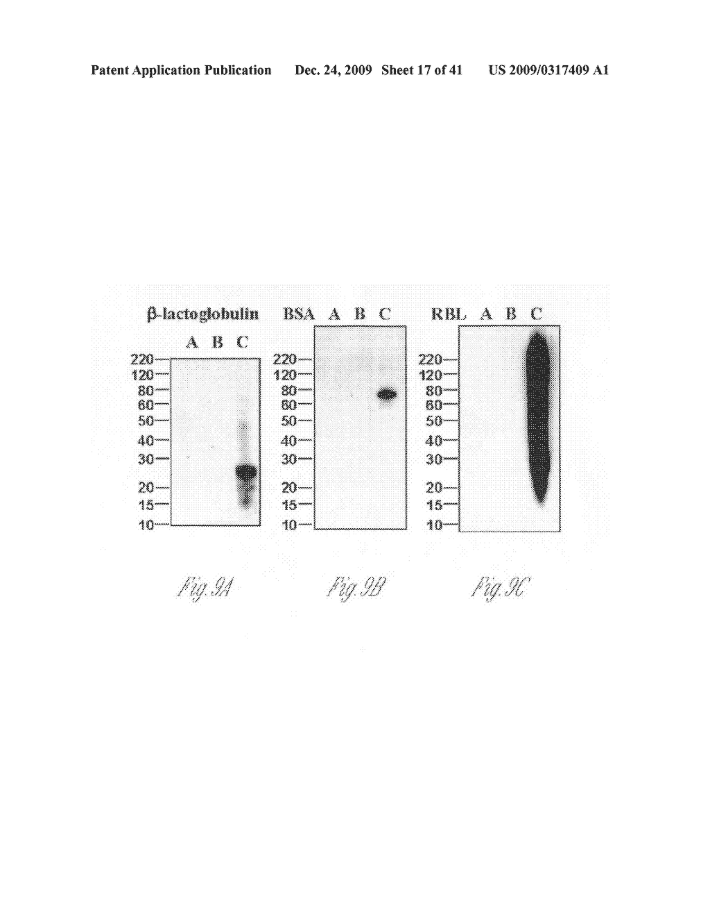 Antibodies for ubiquitinated proteins - diagram, schematic, and image 18