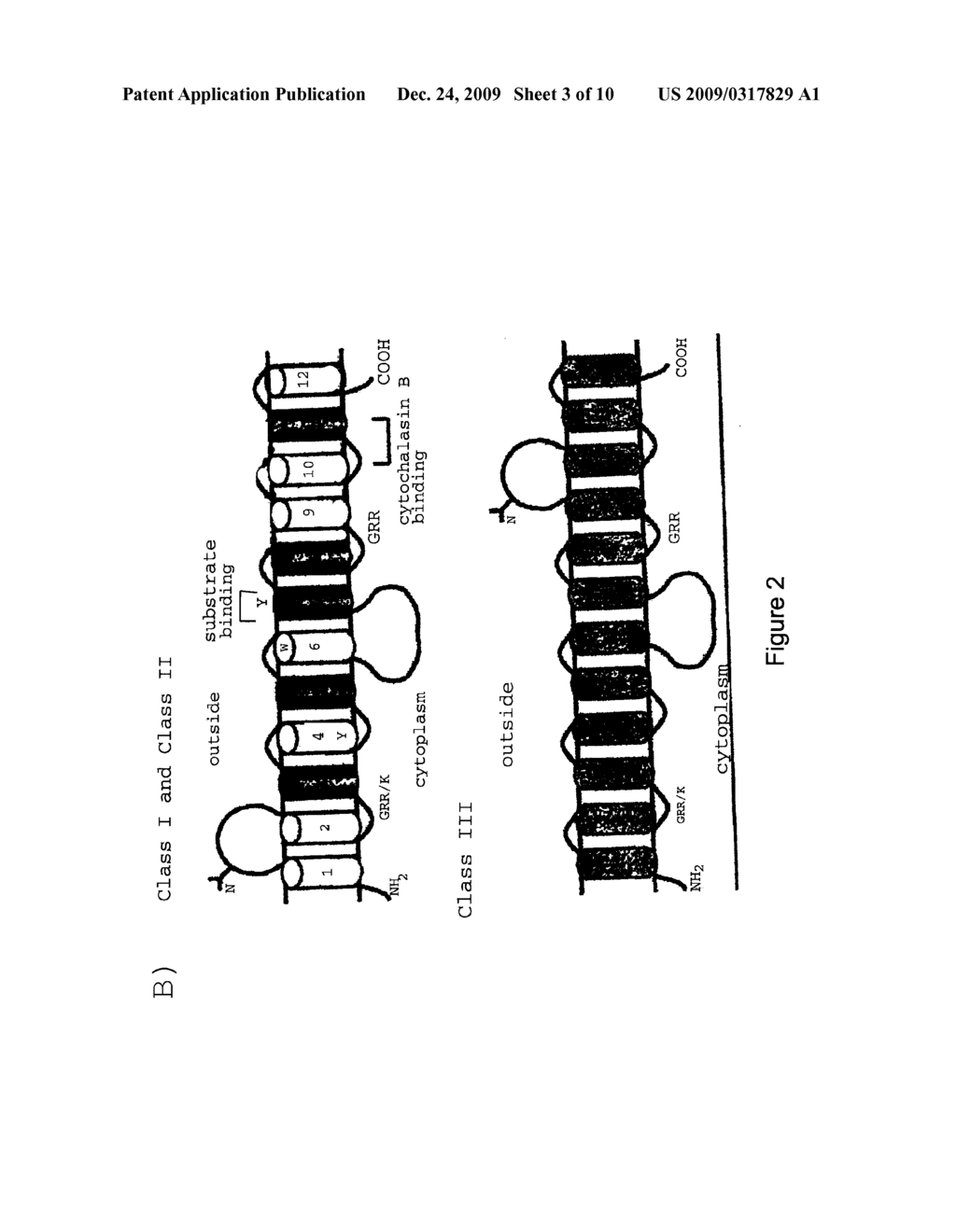 High-throughput assay for sugar-mediated drug transport - diagram, schematic, and image 04