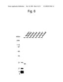 USE OF ACTIVE CYTOKININ SYNTHASE GENE diagram and image