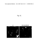 USE OF ACTIVE CYTOKININ SYNTHASE GENE diagram and image