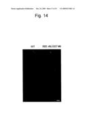 USE OF ACTIVE CYTOKININ SYNTHASE GENE diagram and image