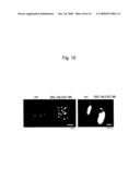 USE OF ACTIVE CYTOKININ SYNTHASE GENE diagram and image